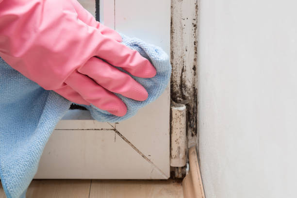 Trusted Sudley, VA Mold Remediation Experts